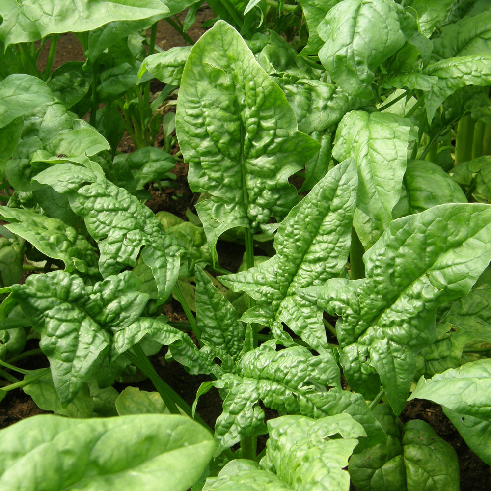 Spinach