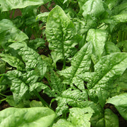 Spinach