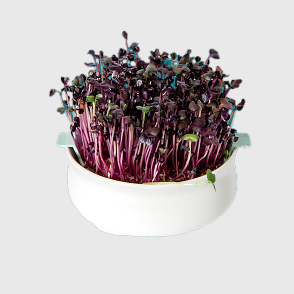 Ceramic germinator