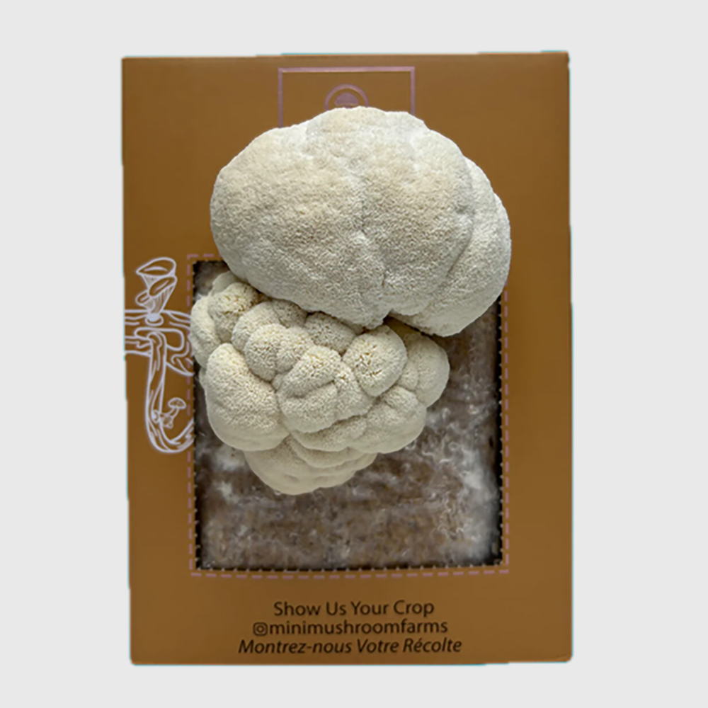 DELUXE Kit (mushroom growing)