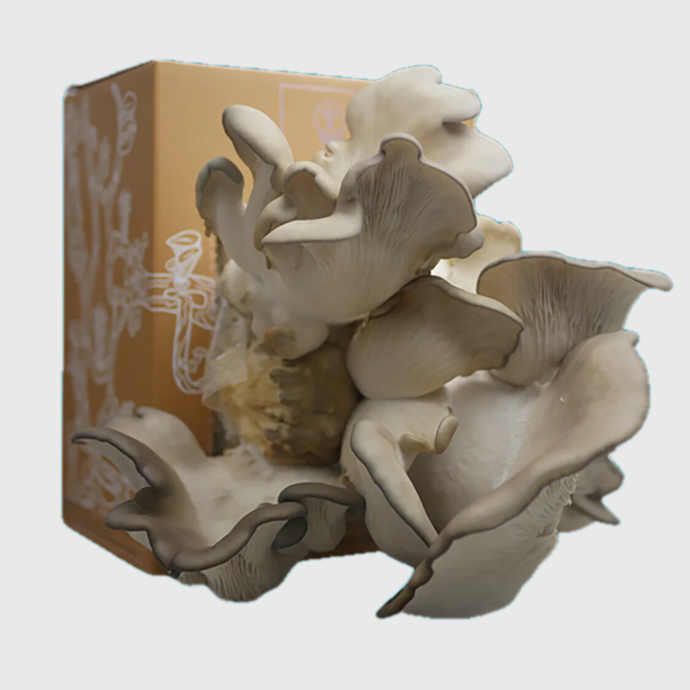 DELUXE Kit (mushroom growing)