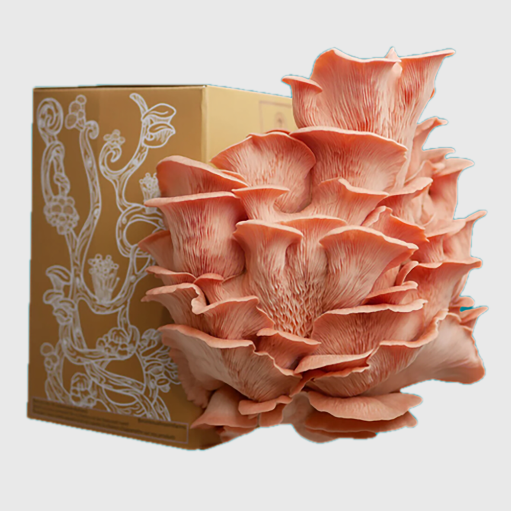 DELUXE Kit (mushroom growing)