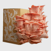 DELUXE Kit (mushroom growing)