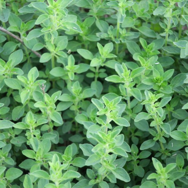 Greek Oregano