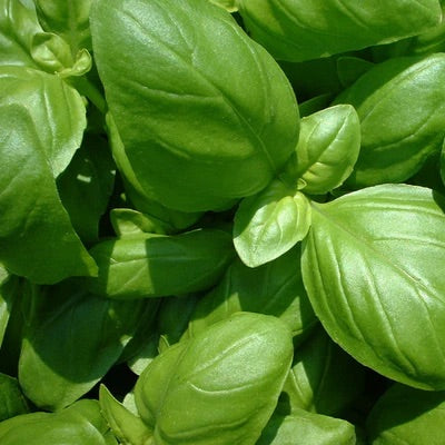 Basil