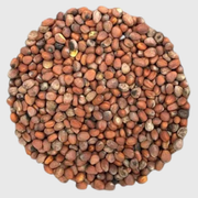 Radis Daikon à germer - 100g