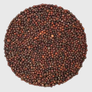 Kale Noir à germer - 120g