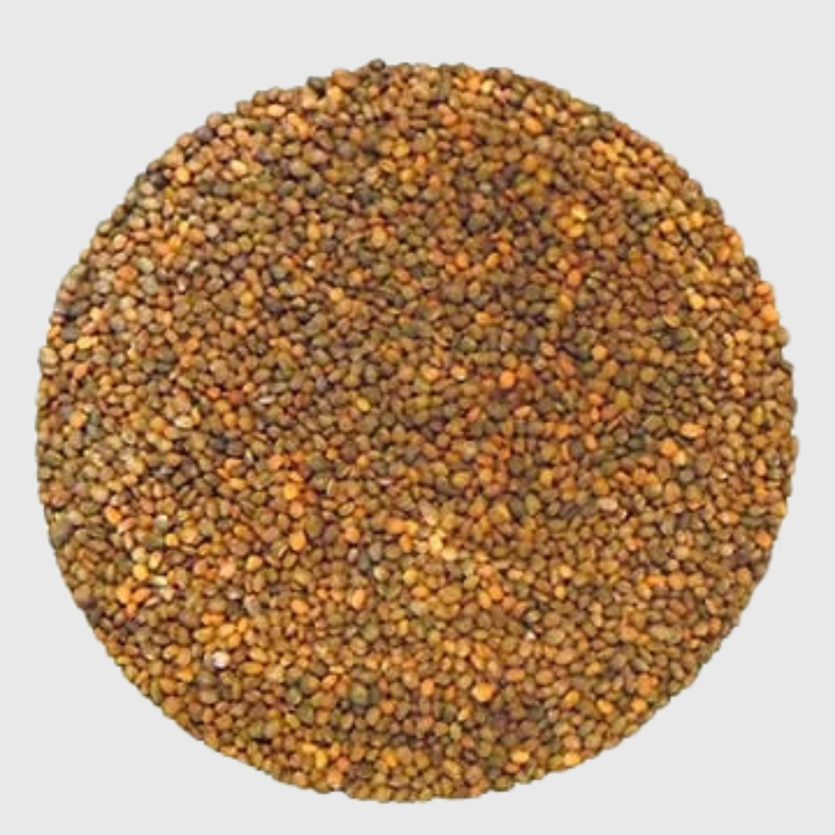 Roquette Arugula à germer - 100g