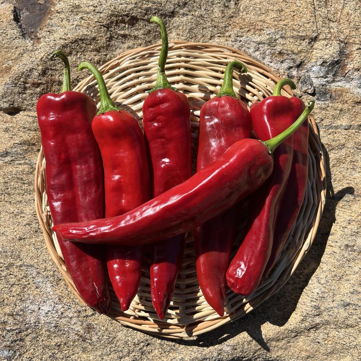 Pepper
