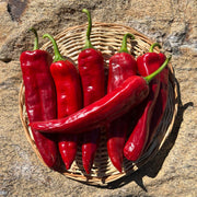 Pepper
