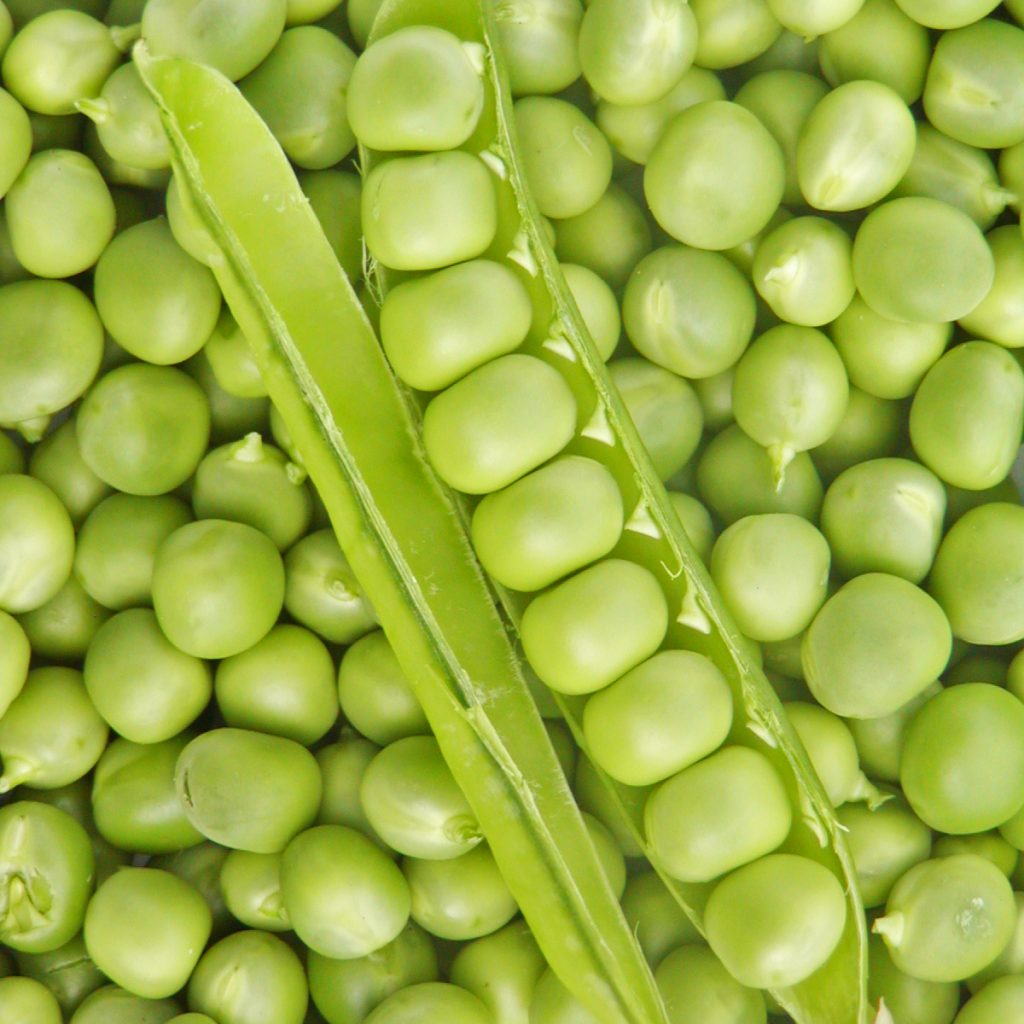 Pois petit provençal