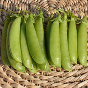 Cascadia peas