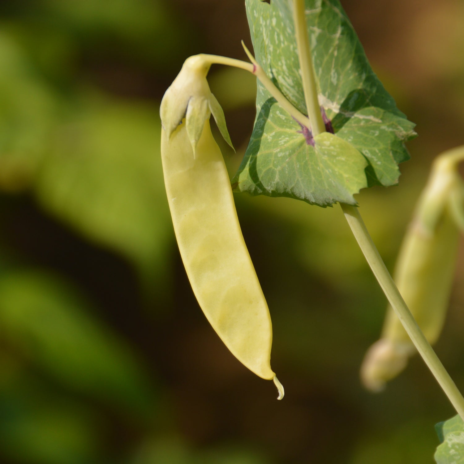 Golden sweet peas