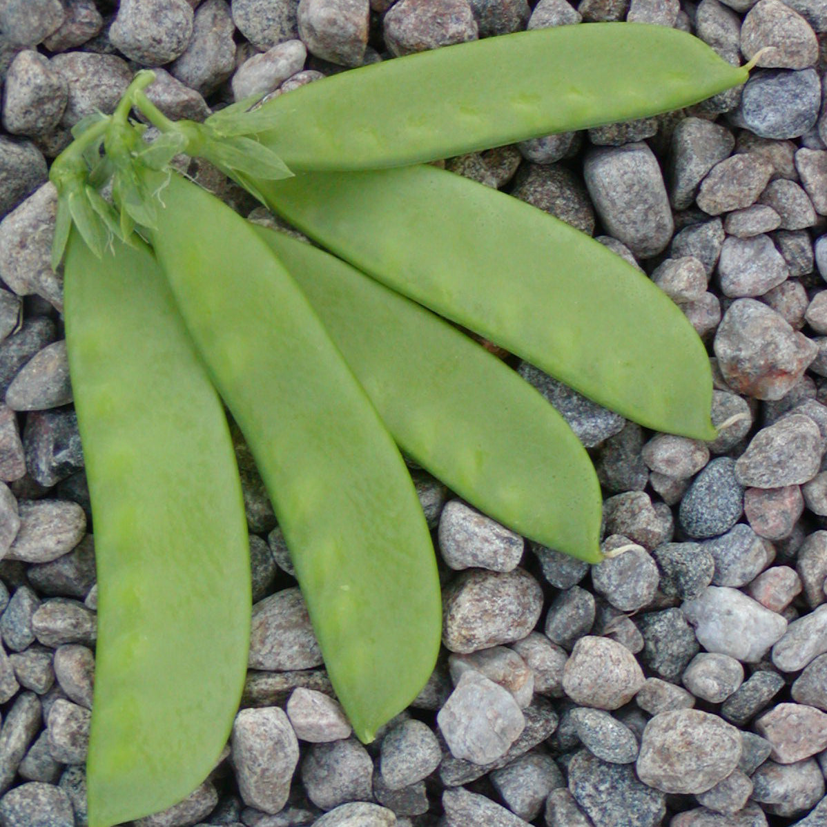 Oregon sugar pod peas