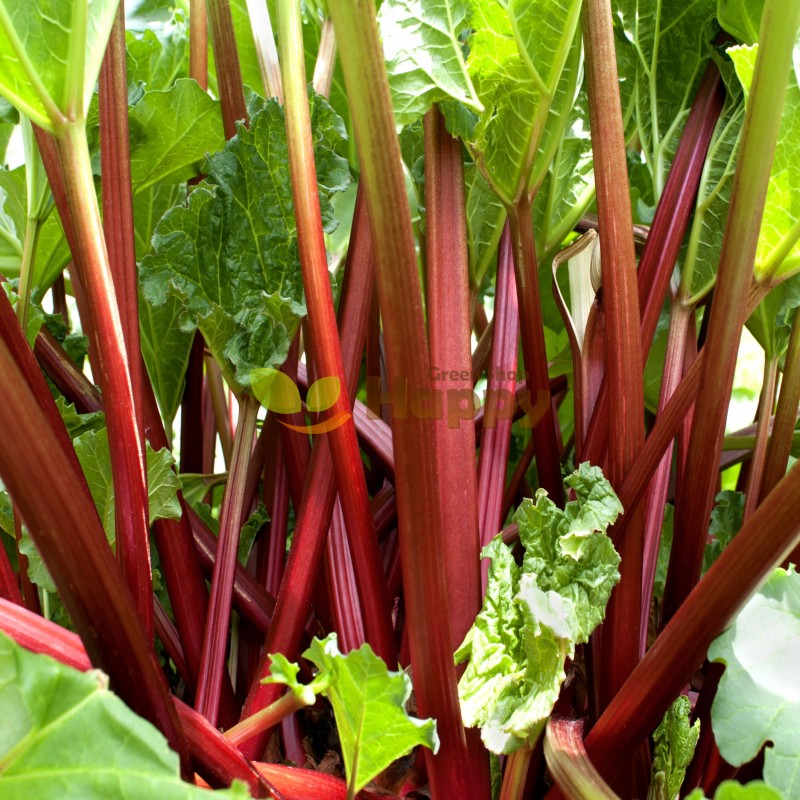 Glaskins Rhubarb