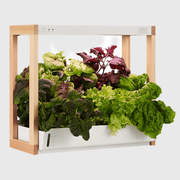 Rise Garden