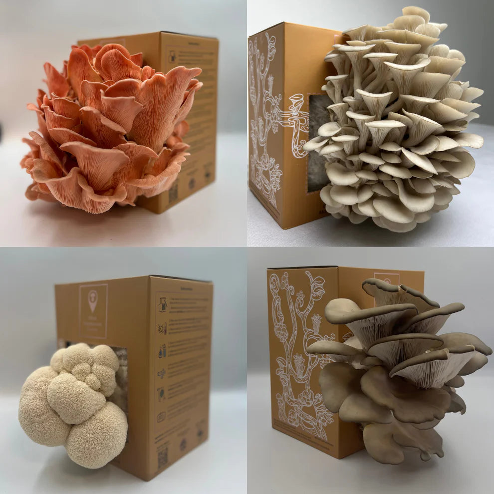 Kit de culture de champignons - DIY Mushroom kit