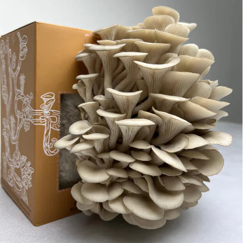 DELUXE Kit (mushroom growing)