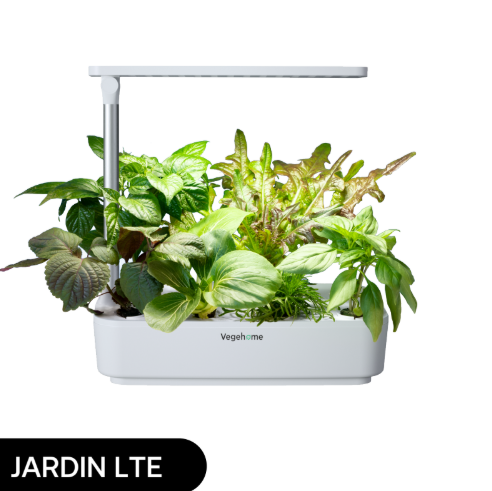 Petit jardin hydroponique pour cuisine et comptoir. Faire pousser ses salades  et herbes fraiche à la maison. 