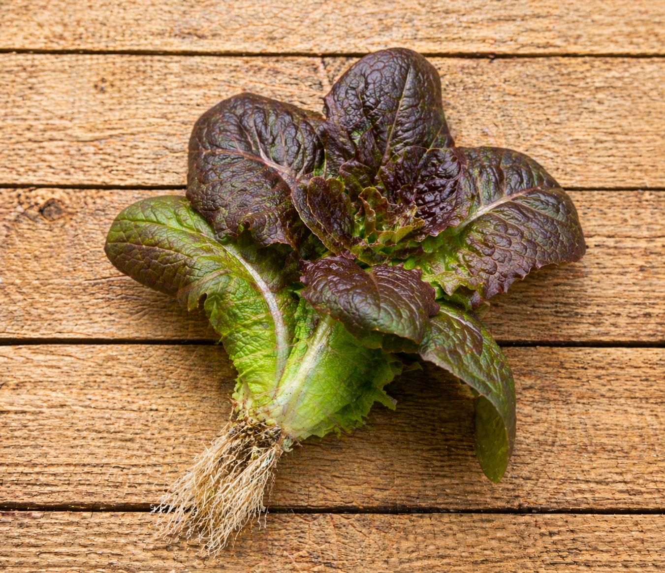 Salades