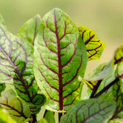 Sorrel