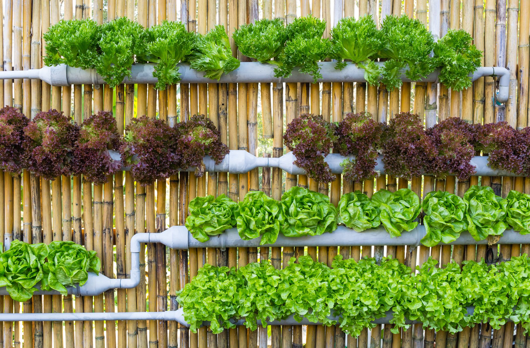 17/10/2025 Les plantes en Hydroponie : Solutions nutritives et germination - Atelier avec Aquapoly