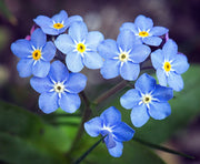 Forget-me-not