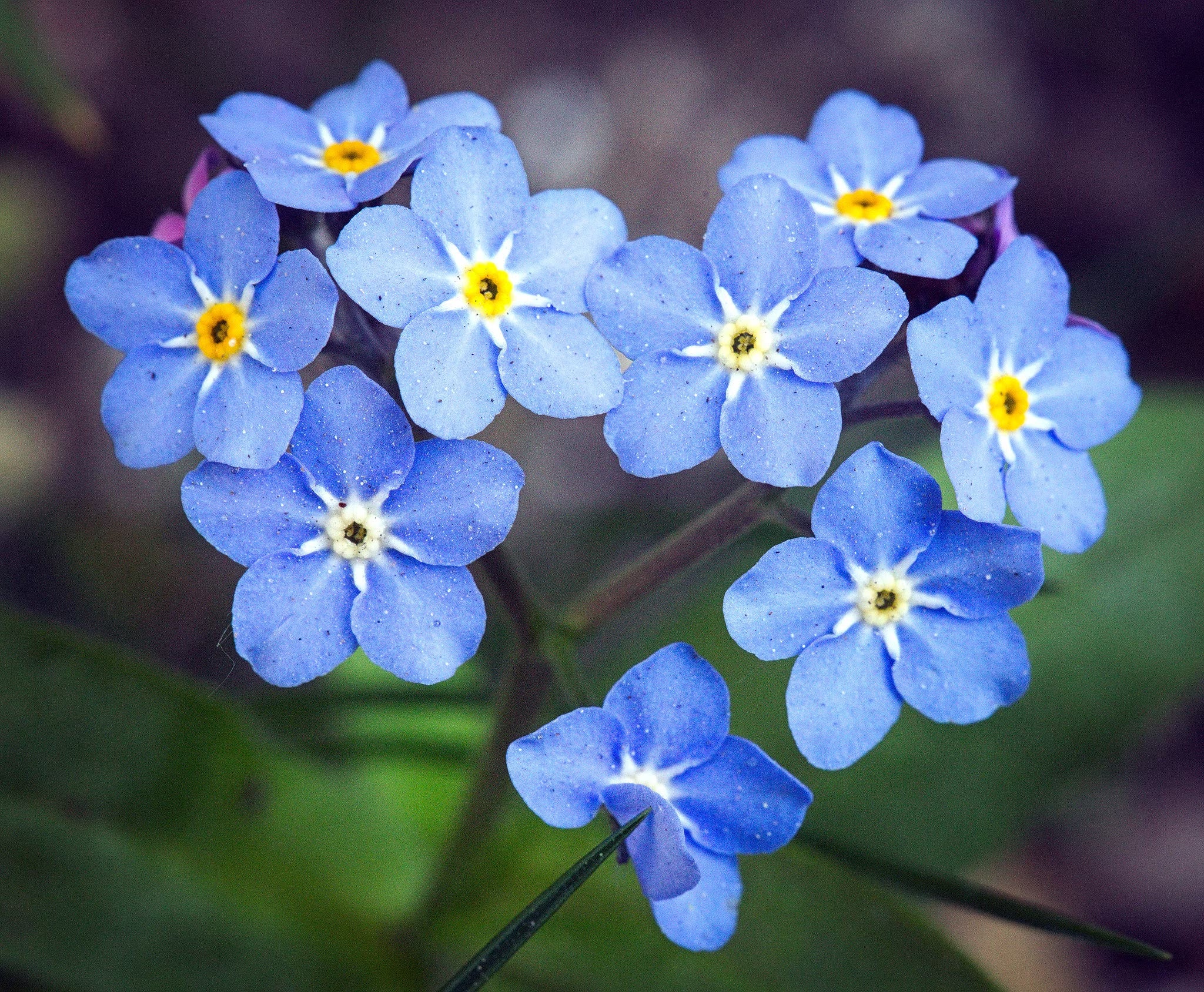 Forget-me-not