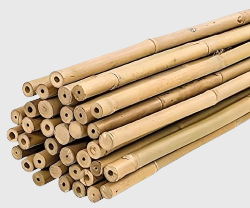Tuteur en bambou 6 pieds - Bamboo stakes 6 ft long