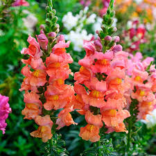 Orange Wonder Snapdragon