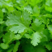 Parsley