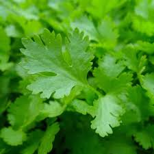 Parsley