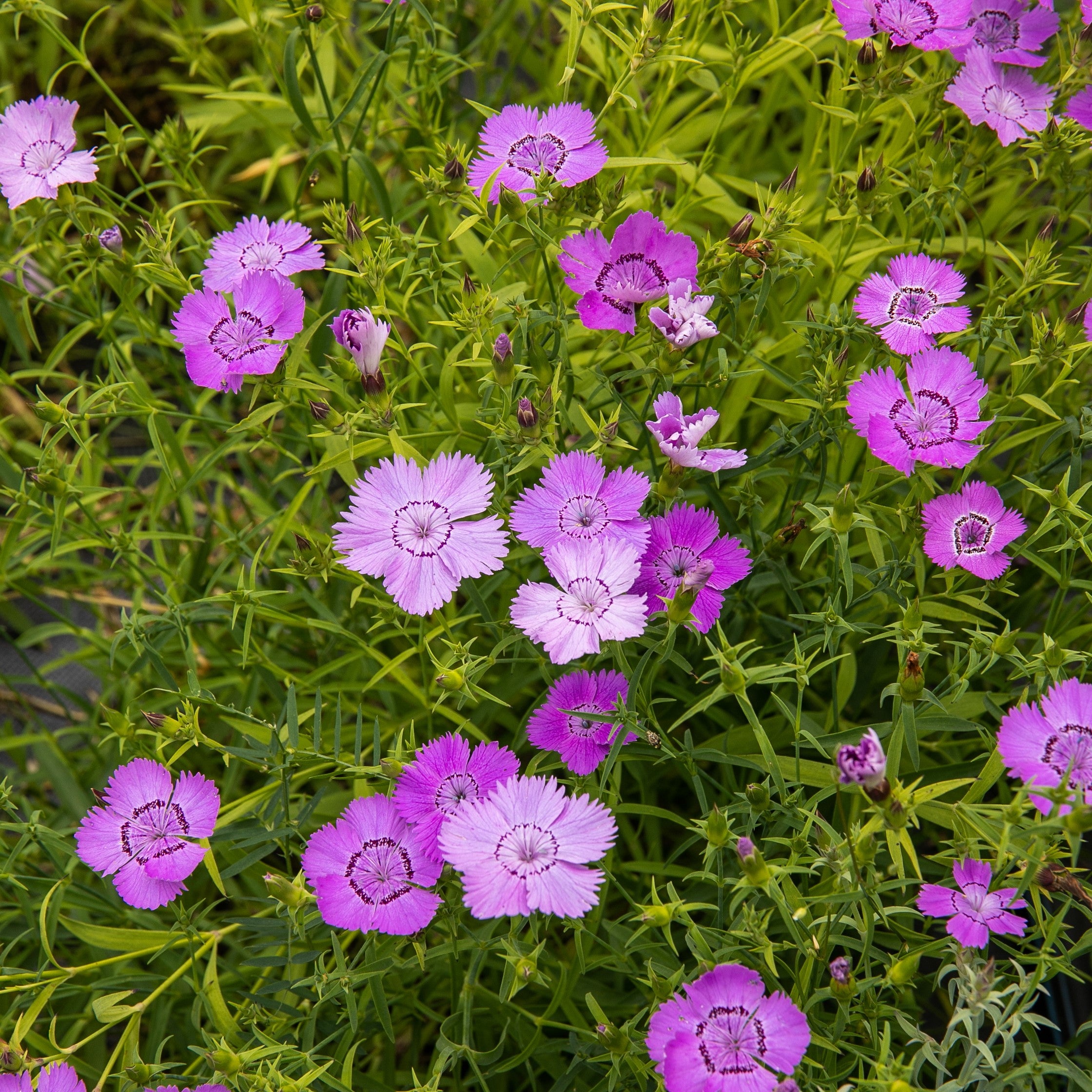 Siberian Blues Carnation
