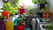 17/09/2025 L'hydroponie à la maison - Atelier DIY
