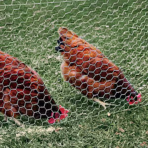 Grillage à poule 4x25