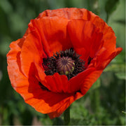 Poppy