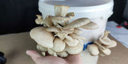 8/10/2025 Atelier de champignons : Faire pousser nos propres pleurotes gastronomiques à petit frais à la maison !