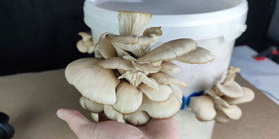 9/12/2025 Atelier de champignons : Faire pousser nos propres pleurotes gastronomiques à petit frais à la maison !