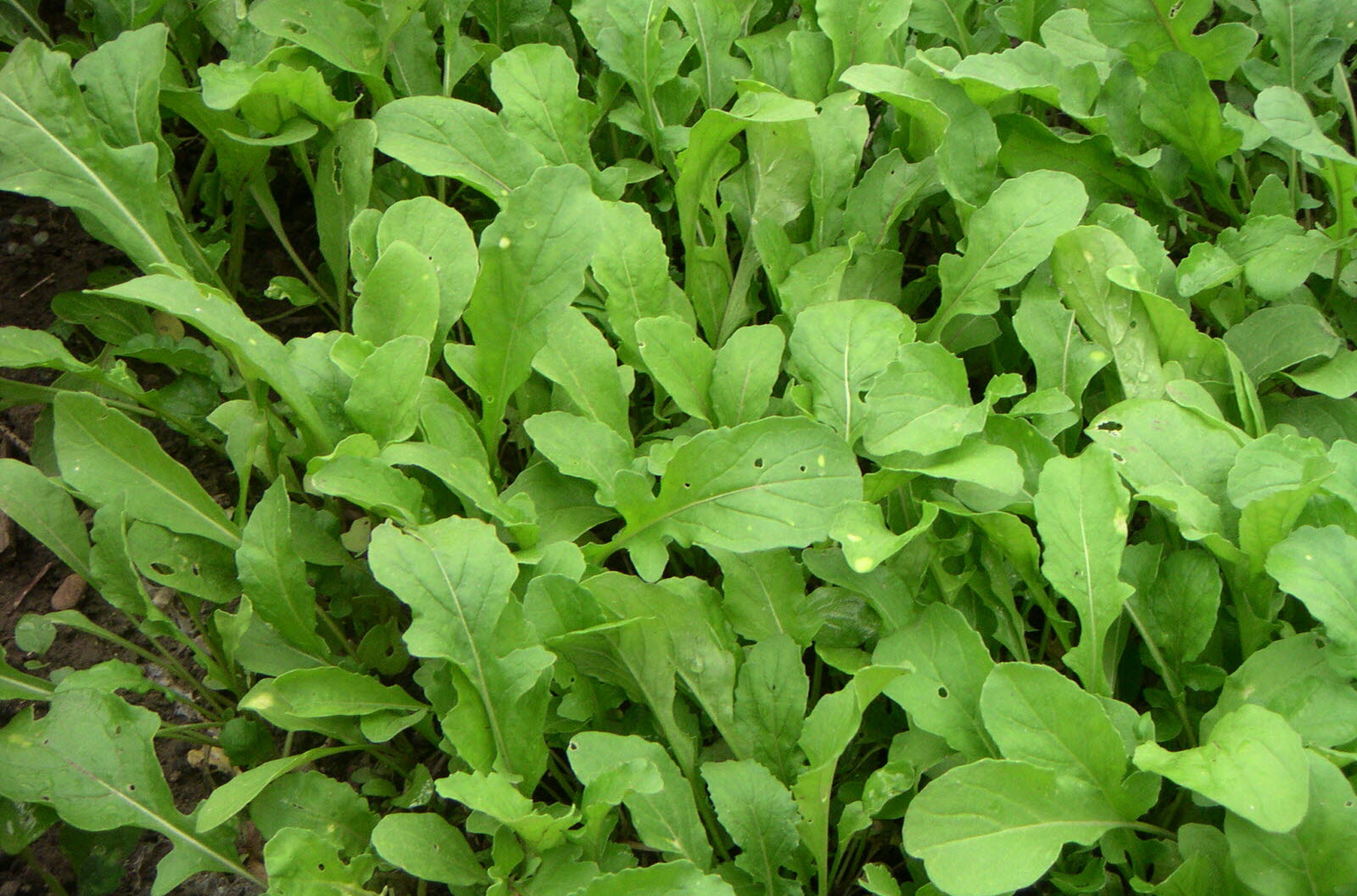 Roquette