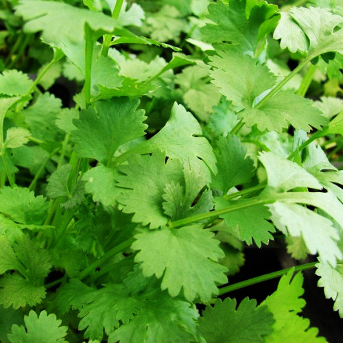Coriander Santo