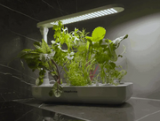Vegehome - Garden