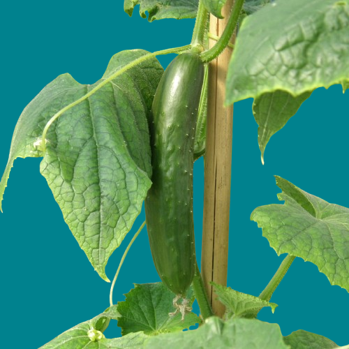 Cucumber