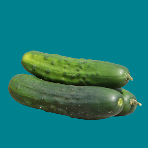 Cucumber