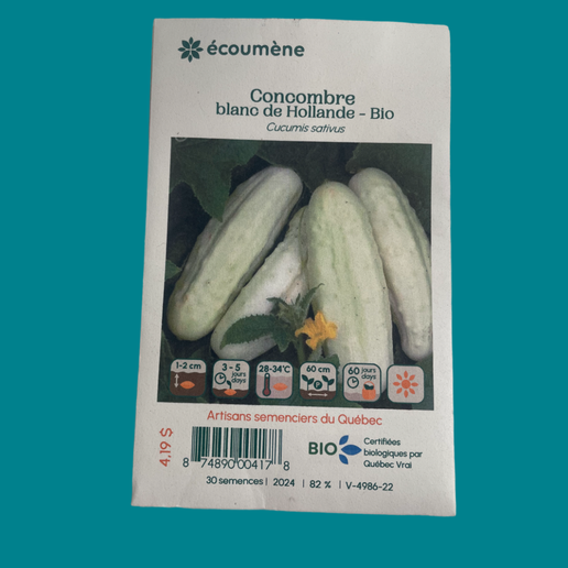 Cucumber