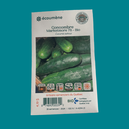 Cucumber