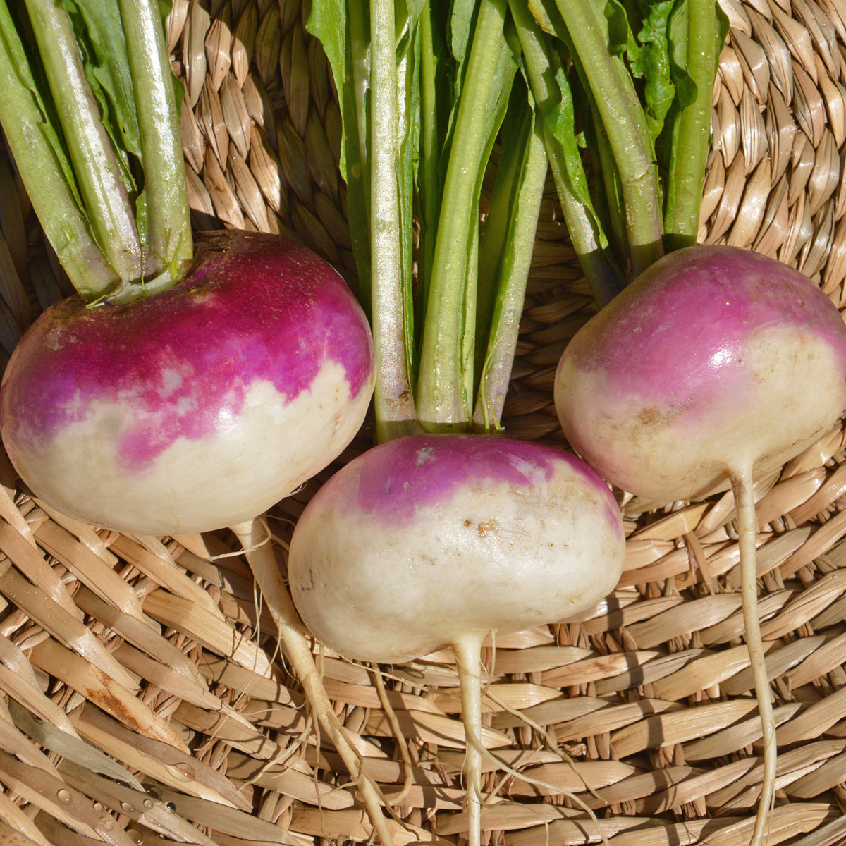White turnip with purple collar