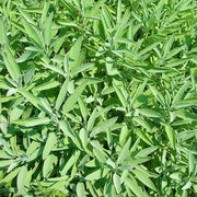 Common sage
