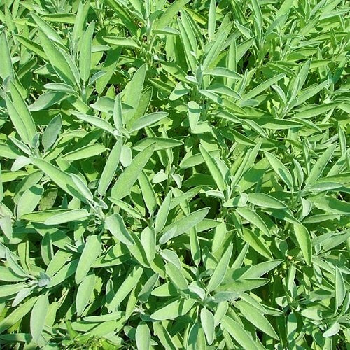 Common sage