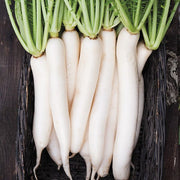 Radish