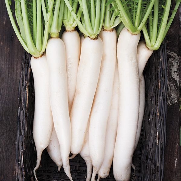 Radish